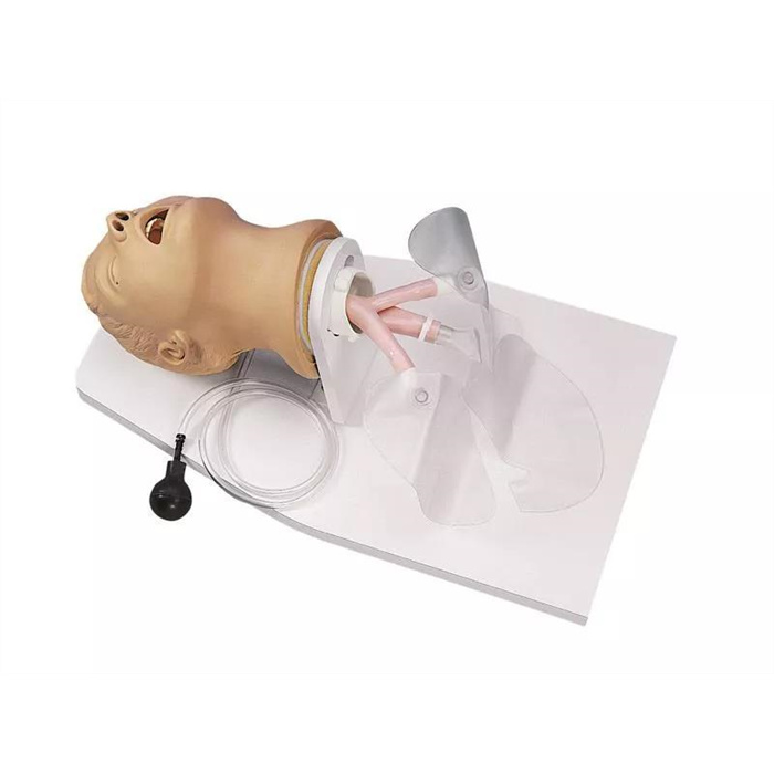 Adult intubation trainer Adult intubation trainer