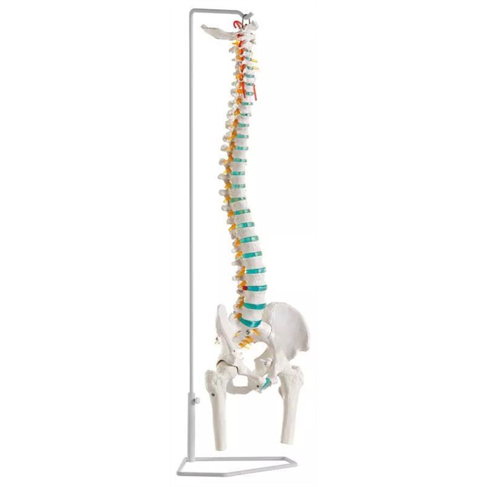 Flexible spine with thigh stumps Flexible spine with thigh stumps