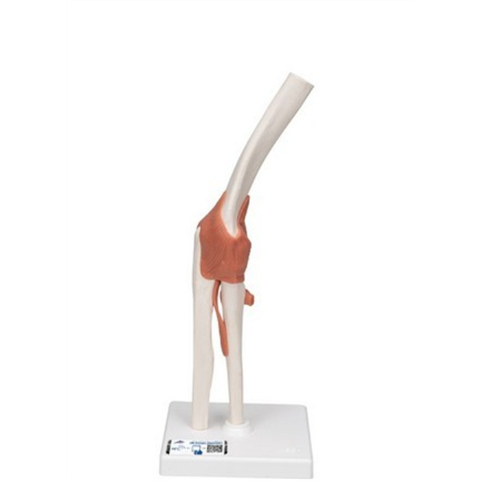 Funktionales Ellenbogengelenkmodell Luxus mit Bändern, 3B Smart Anatomy Funktionales Ellenbogengelenkmodell Luxus mit Bändern, 3B Smart Anatomy