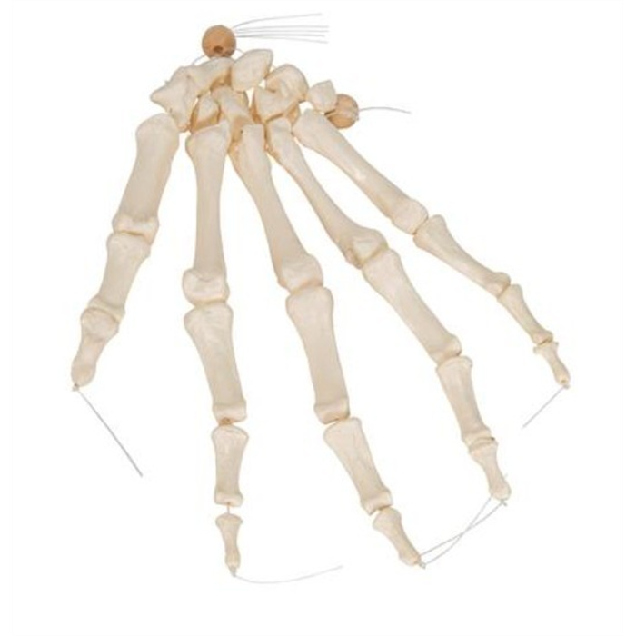 Handskelett Modell, lose auf Nylon gezogen, 3B Smart Anatomy Handskelett Modell, lose auf Nylon gezogen, 3B Smart Anatomy