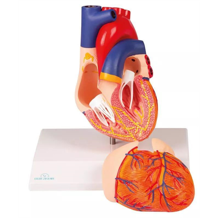 Heart model, 2 part, with conducting system Heart model, 2 part, with conducting system