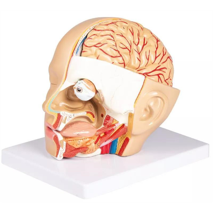 Kopf, zerlegbar, 4 Teile - EZ Augmented Anatomy Kopf, zerlegbar, 4 Teile - EZ Augmented Anatomy