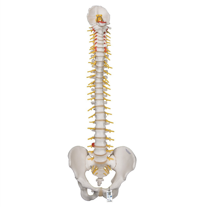 Luxury flexible spine model with pelvis, 3B Smart Anatomy Luxury flexible spine model with pelvis, 3B Smart Anatomy